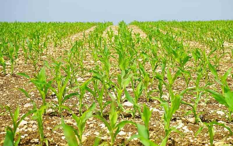 Essex-based investment company Milbank Group has acquired Orion Future Technology, following a successful retirement sale from owners Martyn Charik and Gidon Bahiri. Established in 2005, Orion FT is a provider of silicon-based bio-stimulant technology and a lead provider of plant nutrient solutions. Orion FT have developed novel product formulations that stimulate natural plant defence mechanisms to protect crops against pest and disease attack. Over the past 15 years the business has grown from its operational base in the UK to sales in 20 countries around the world. The sale to the Milbank Group adds to its range of agricultural businesses including ARK Agriculture Ltd and Thomas & Fontaine Ltd (trading as Secure Covers). next story UK TECH DEALS IN 2020 Martyn Charik and Gidon Bahiri, founders and directors of Orion FT said, “We set Orion up 15 years ago and have really enjoyed developing it into the successful international business it is today. “We have also enjoyed working with our wonderful customers and friends at Reading and Hertfordshire Universities. We thank them for the friendship and loyalty developed over the years. "We explored a number of options for some time and both agreed that the family owned Milbank Group, with its young management team, would take the business forward whilst maintaining the high level of service, research and development that our customers are used to.” The Milbank Group currently has five businesses within the Group, comprising £33m in sales and over 250 employees. Businesses include; Milbank Concrete Products, Sui Generis International, Cadman Cranes, ARK Agriculture and Thomas & Fontaine (t/a Secure Covers). James Kennedy, formally of Gemini Agriculture and Certis UK, will take over as Orion FT Commercial Director with immediate effect, and will be supported by the team at ARK Agriculture (a Milbank Group company).