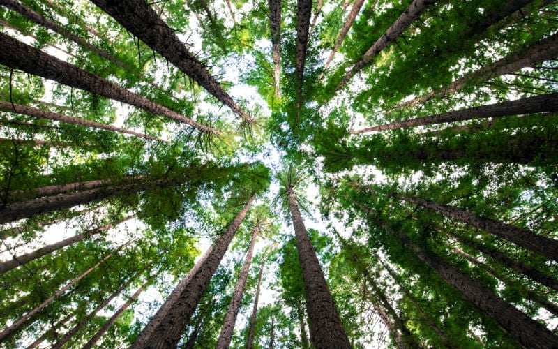 Trees