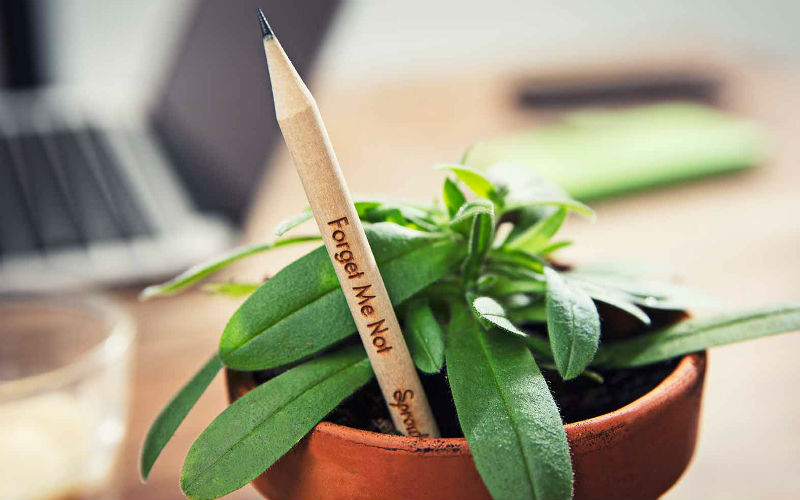 Sprout Pencil